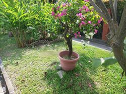 Sunrise Avenue (D28), Terrace #461752541